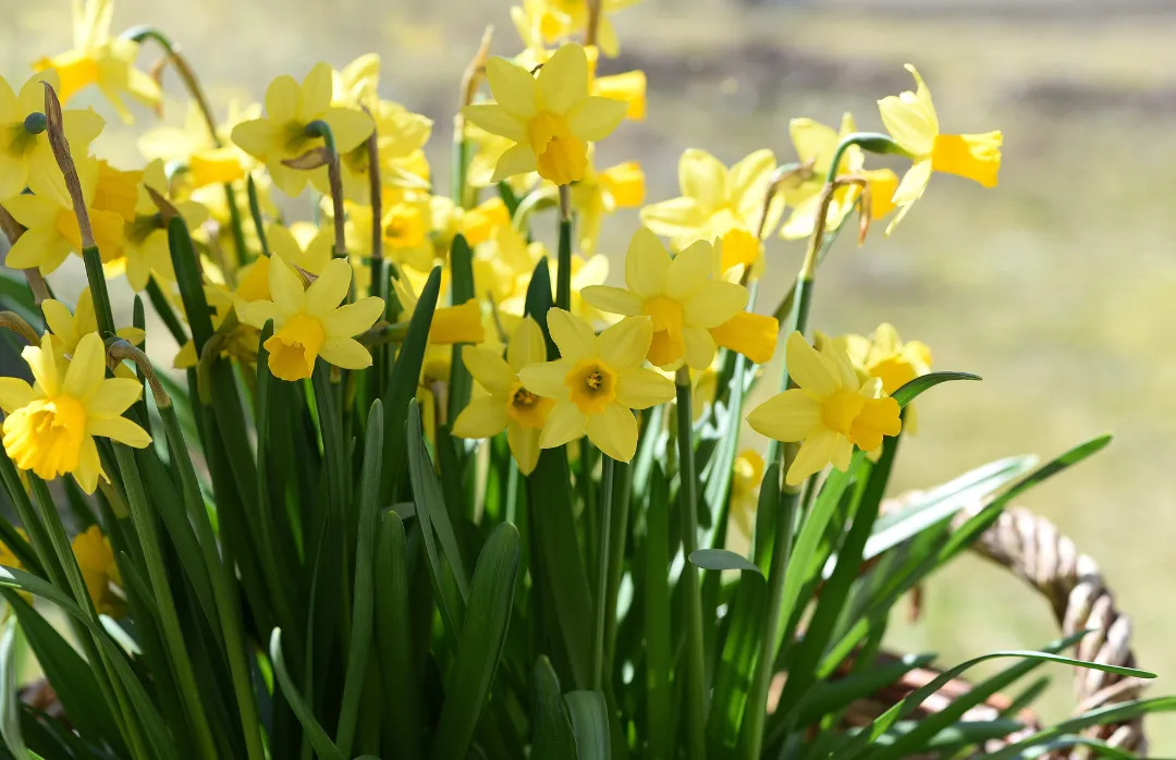Daffodils in flower in a spring garden